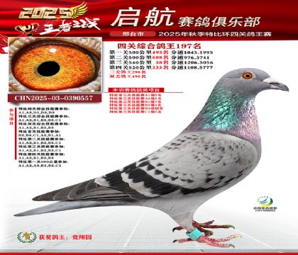 啟航四關(guān)鴿王197名