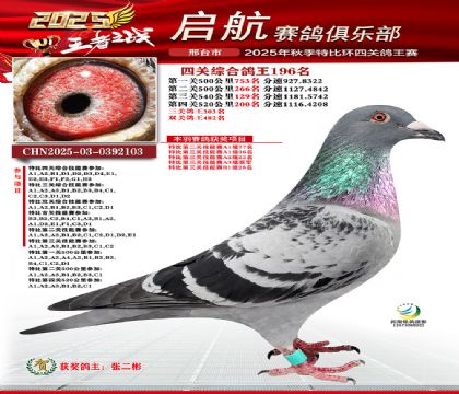 啟航四關(guān)鴿王196名
