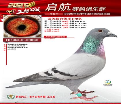 啟航四關(guān)鴿王199名