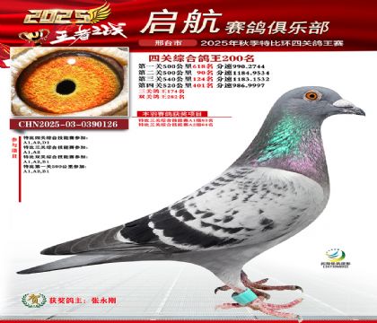 啟航四關(guān)鴿王200名