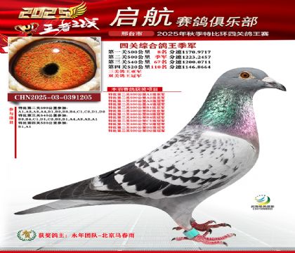 啟航四關(guān)鴿王季軍