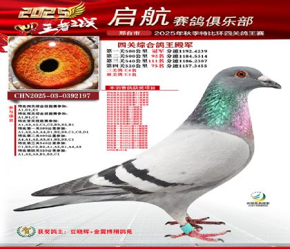 啟航四關(guān)鴿王4名