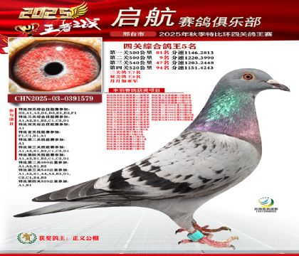 啟航四關(guān)鴿王5名