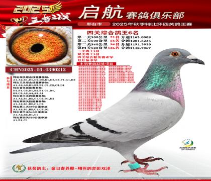 啟航四關(guān)鴿王6名