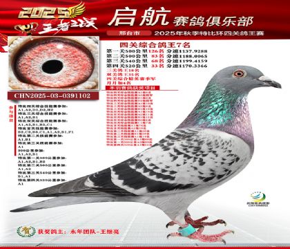 啟航四關(guān)鴿王7名