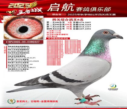 啟航四關(guān)鴿王8名