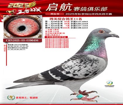 啟航四關(guān)鴿王11名