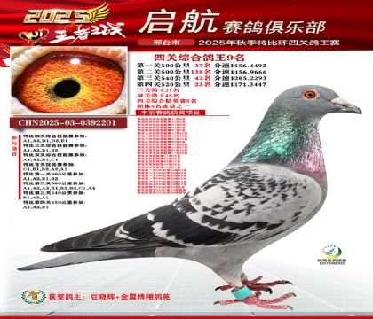 啟航四關(guān)鴿王9名