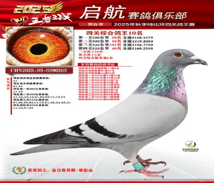 啟航四關(guān)鴿王10名