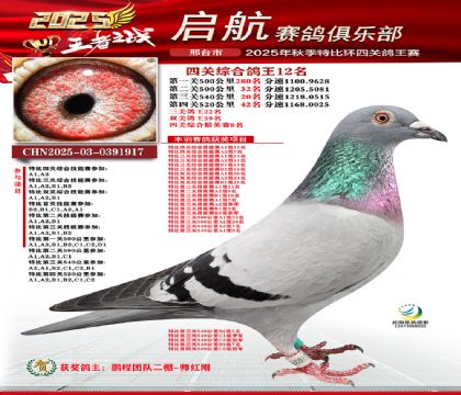 啟航四關(guān)鴿王12名