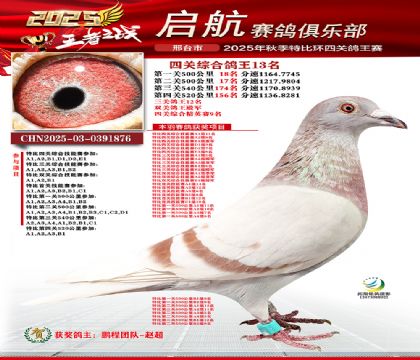 啟航四關(guān)鴿王13名