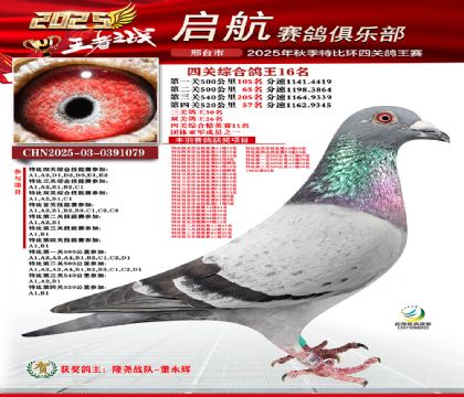 啟航四關(guān)鴿王16名