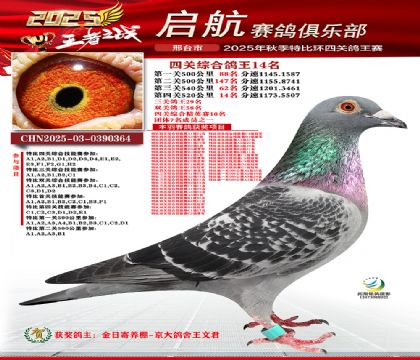 啟航四關(guān)鴿王14名