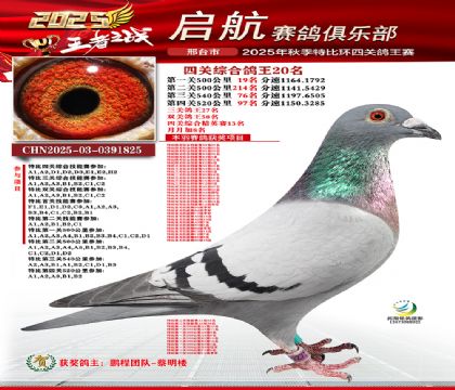 啟航四關(guān)鴿王20名