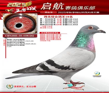 啟航四關(guān)鴿王19名