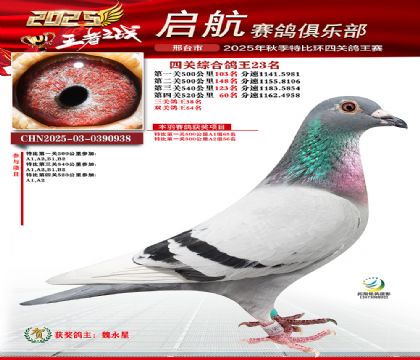 啟航四關(guān)鴿王23名