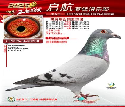 啟航四關(guān)鴿王25名