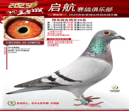 啟航四關(guān)鴿王28名