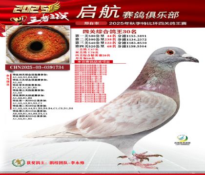 啟航四關(guān)鴿王30名