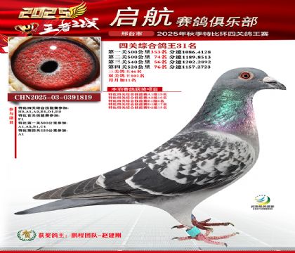 啟航四關(guān)鴿王31名