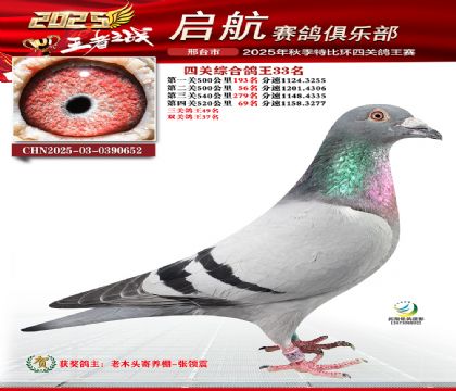 啟航四關(guān)鴿王33名