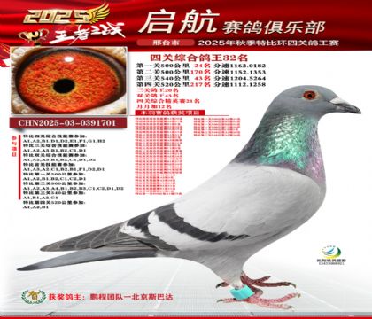 啟航四關(guān)鴿王32名