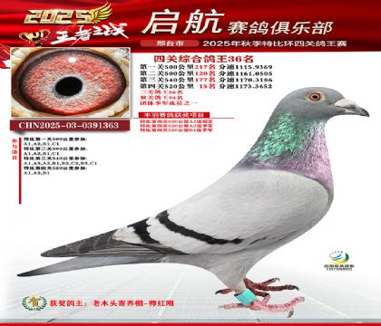 啟航四關(guān)鴿王36名