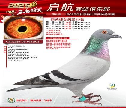 啟航四關(guān)鴿王35名