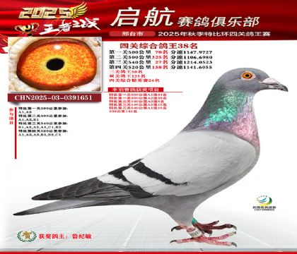 啟航四關(guān)鴿王38名