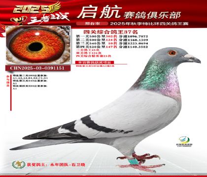 啟航四關(guān)鴿王37名