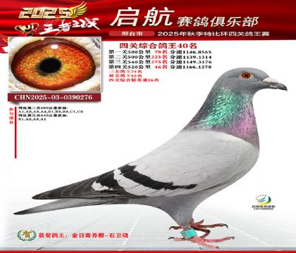 啟航四關(guān)鴿王40名