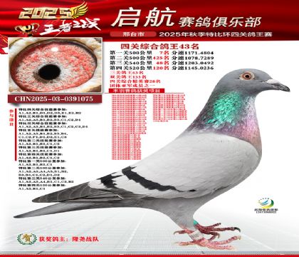 啟航四關(guān)鴿王43名