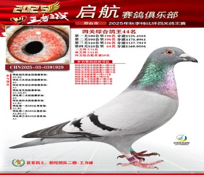 啟航四關(guān)鴿王44名