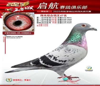啟航四關(guān)鴿王47名