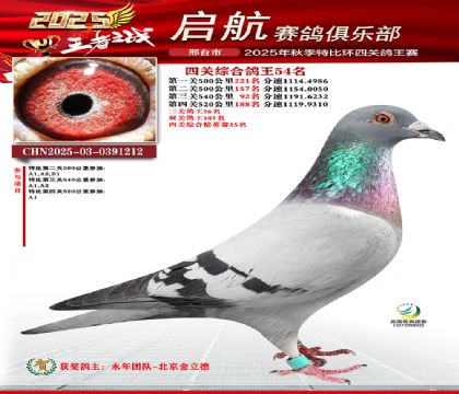 啟航四關(guān)鴿王54名