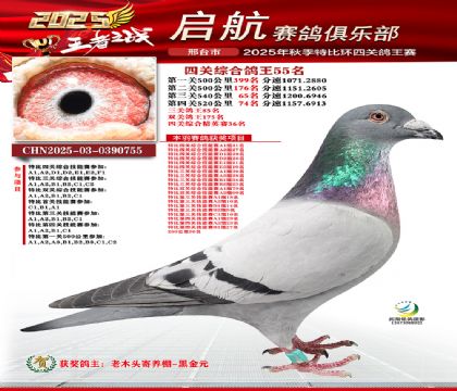 啟航四關(guān)鴿王55名