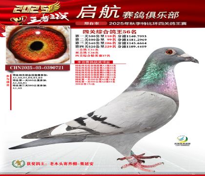 啟航四關(guān)鴿王56名