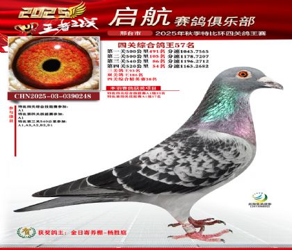 啟航四關(guān)鴿王57名