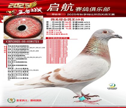 啟航四關(guān)鴿王59名