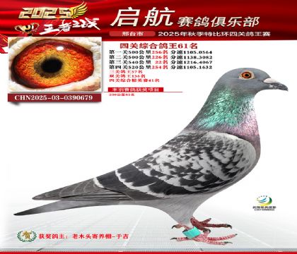 啟航四關(guān)鴿王61名
