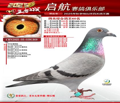 啟航四關(guān)鴿王60名