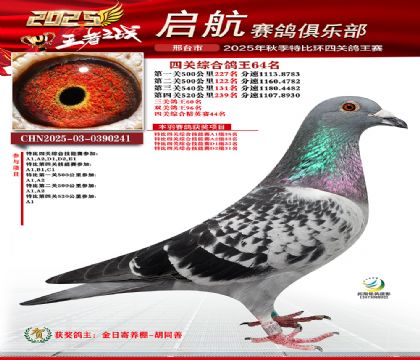 啟航四關(guān)鴿王64名