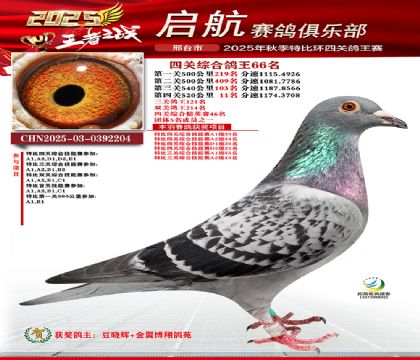 啟航四關(guān)鴿王66名