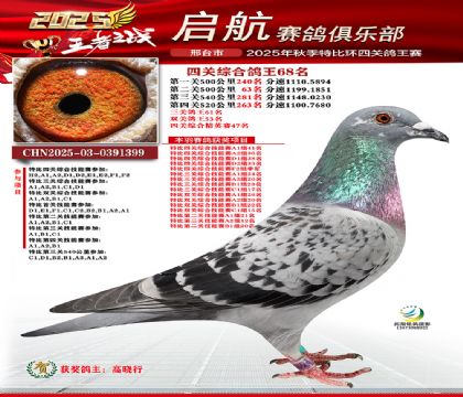 啟航四關(guān)鴿王68名