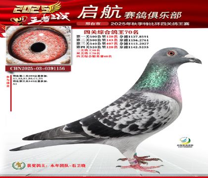 啟航四關(guān)鴿王70名