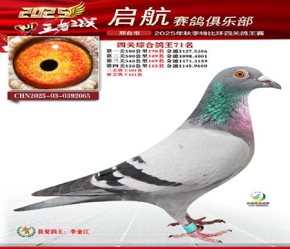啟航四關(guān)鴿王71名