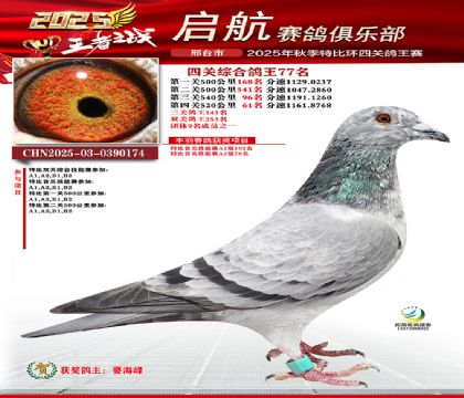 啟航四關(guān)鴿王77名