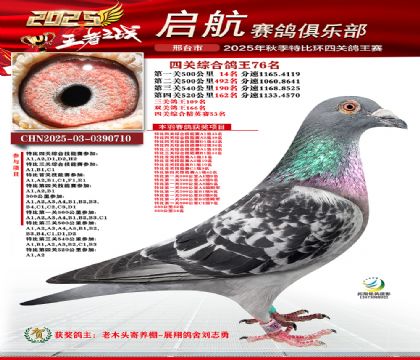 啟航四關(guān)鴿王76名