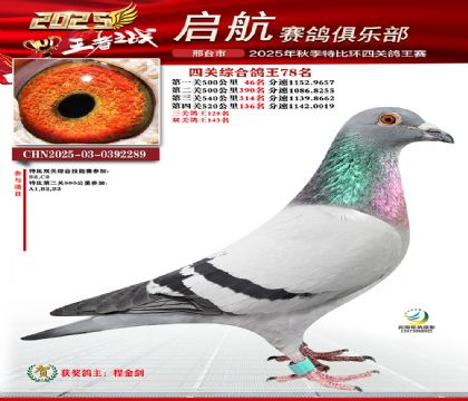 啟航四關(guān)鴿王78名