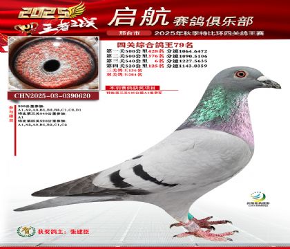 啟航四關(guān)鴿王79名